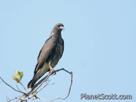 Snail Kite (Rostrhamus sociabilis) Male