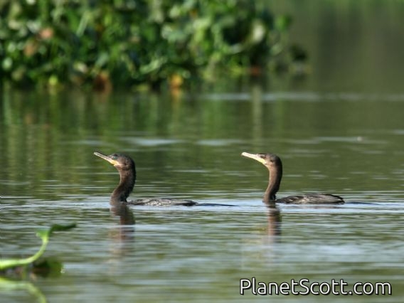 Neotropic Cormorant (Phalacrocorax brasilianus)