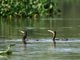 Neotropic Cormorant (Phalacrocorax brasilianus)