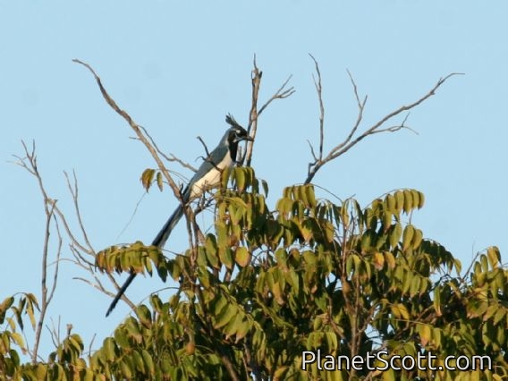 Black-throated Magpie-Jay (Calocitta colliei)