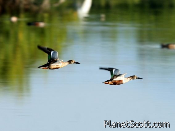 Northern Shoveler (Spatula clypeata)
