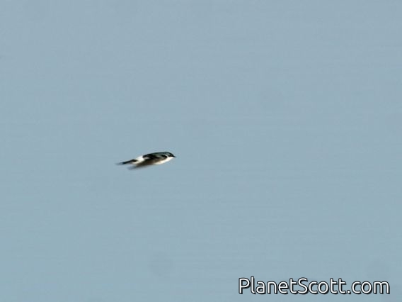 Mangrove Swallow (Tachycineta albilinea)