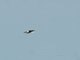 Mangrove Swallow (Tachycineta albilinea)