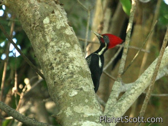 Lineated Woodpecker (Dryocopus lineatus) Male