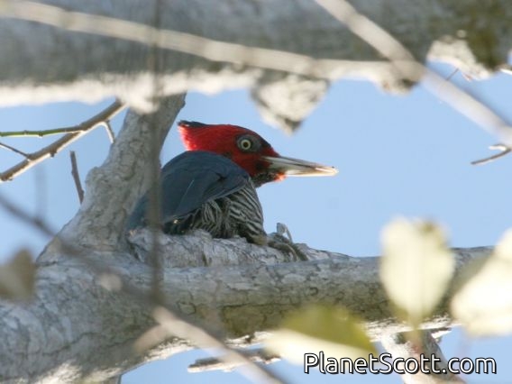 Pale-billed Woodpecker (Campephilus guatemalensis)