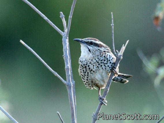 Spotted Wren (Campylorhynchus gularis)