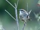 Spotted Wren (Campylorhynchus gularis)