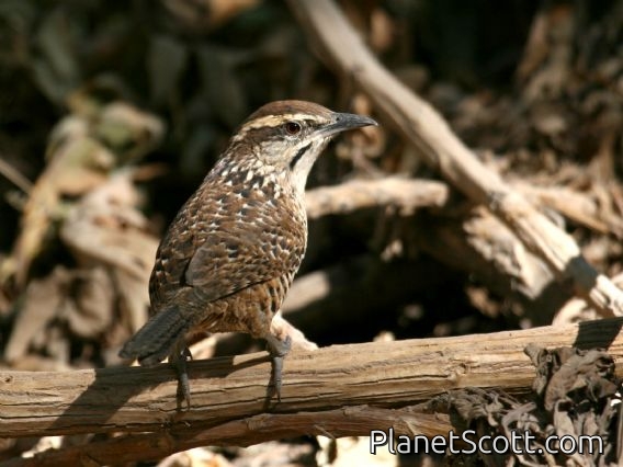 Spotted Wren (Campylorhynchus gularis)