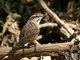 Spotted Wren (Campylorhynchus gularis)