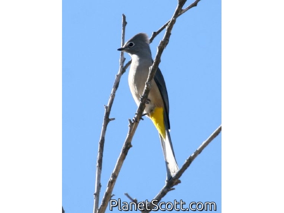 Grey Silky-flycatcher (Ptilogonys cinereus)