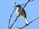 Grey Silky-flycatcher (Ptilogonys cinereus)