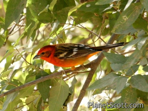 Flame-colored Tanager (Piranga bidentata) Male