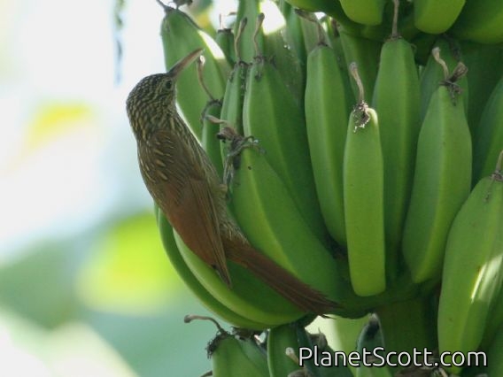 Ivory-billed Woodcreeper (Xiphorhynchus flavigaster)