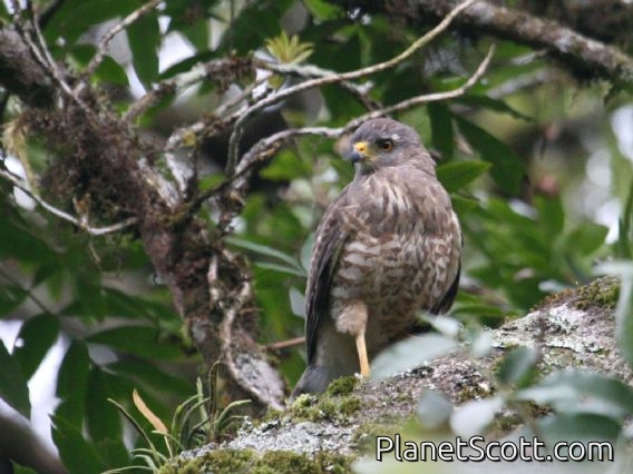 Roadside Hawk (Rupornis magnirostris)