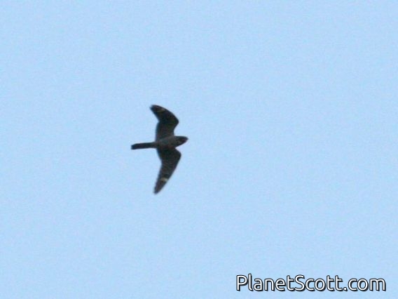 Lesser Nighthawk (Chordeiles acutipennis)