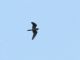 Lesser Nighthawk (Chordeiles acutipennis) 