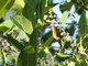 Cinnamon Hummingbird (Amazilia rutila)