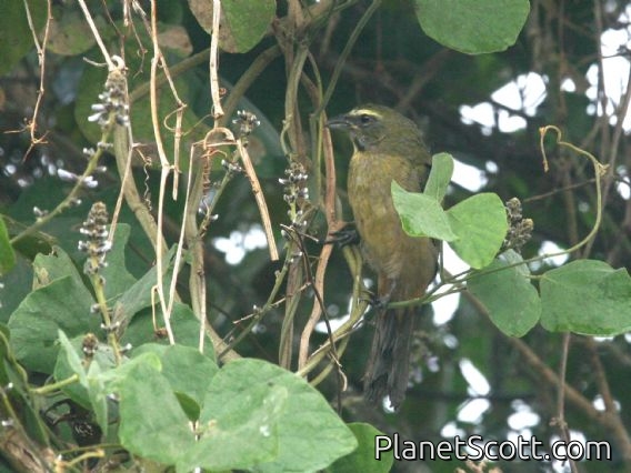 Cinnamon-bellied Saltator (Saltator grandis)