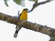 Yellow Grosbeak (Pheucticus chrysopeplus) Male