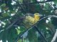 Yellow Grosbeak (Pheucticus chrysopeplus) Female
