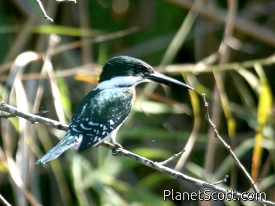 Green Kingfisher (Chloroceryle americana)