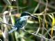 Green Kingfisher (Chloroceryle americana) 