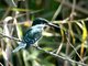 Green Kingfisher (Chloroceryle americana)