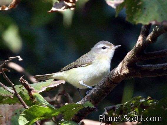 Warbling-Vireo (Vireo gilvus)