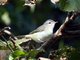 Warbling-Vireo (Vireo gilvus)