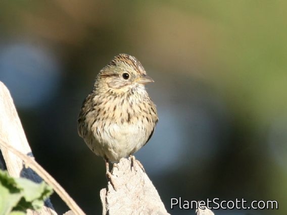 Lincoln's Sparrow (Melospiza lincolnii)