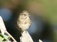 Lincoln's Sparrow (Melospiza lincolnii)