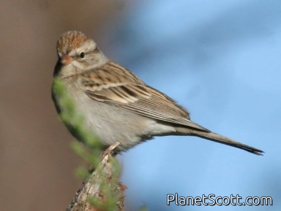 Chipping Sparrow (Spizella passerina)