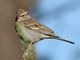 Chipping Sparrow (Spizella passerina)