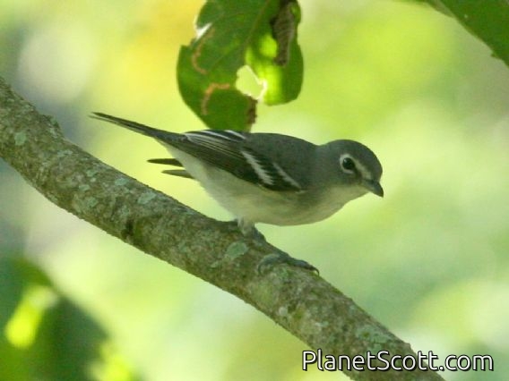 Plumbeous Vireo (Vireo plumbeous)