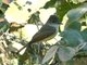 Dusky-capped Flycatcher (Myiarchus tuberculifer)