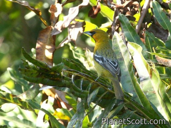 Streak-backed Oriole (Icterus pustulatus)