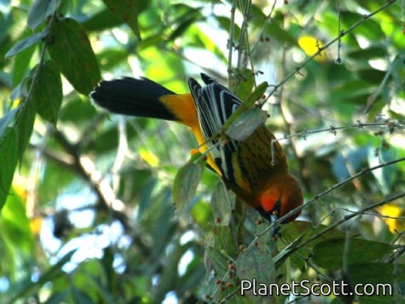 Streak-backed Oriole (Icterus pustulatus)