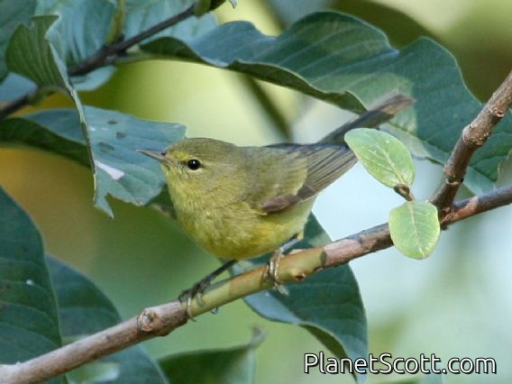 Orange-crowned Warbler (Vermivora celata)