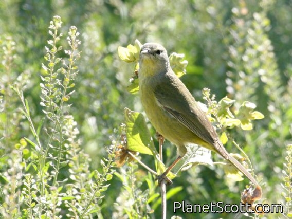 Orange-crowned Warbler (Vermivora celata)