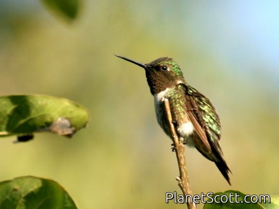 Ruby-throated Hummingbird (Archilochus colubris)