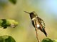 Ruby-throated Hummingbird (Archilochus colubris)