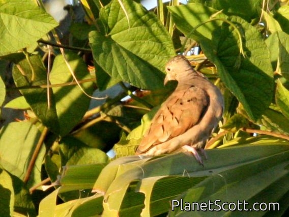 Ruddy Ground-Dove (Columbina talpacoti) - Female