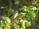 Bell's Vireo (Vireo bellii)