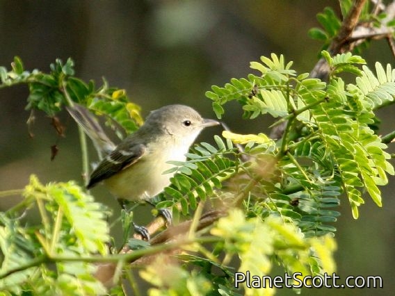 Bell's Vireo (Vireo bellii)