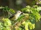 Bell's Vireo (Vireo bellii)