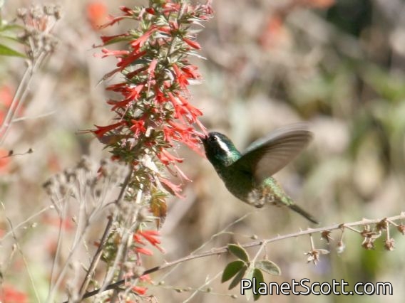 White-eared Hummingbird (Hylocharis leucotis) Female