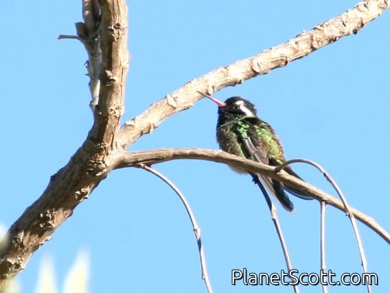 White-eared Hummingbird (Hylocharis leucotis) Male