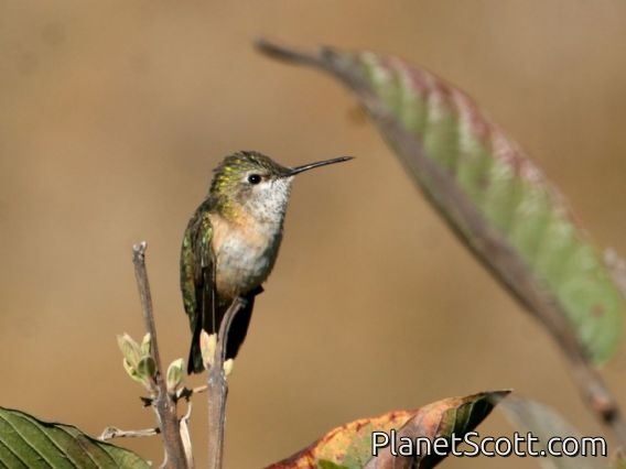 Calliope Hummingbird (Selasphorus calliope) Female