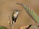 Calliope Hummingbird (Selasphorus calliope) Female