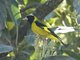 Black-headed Siskin (Carduelis notatus)